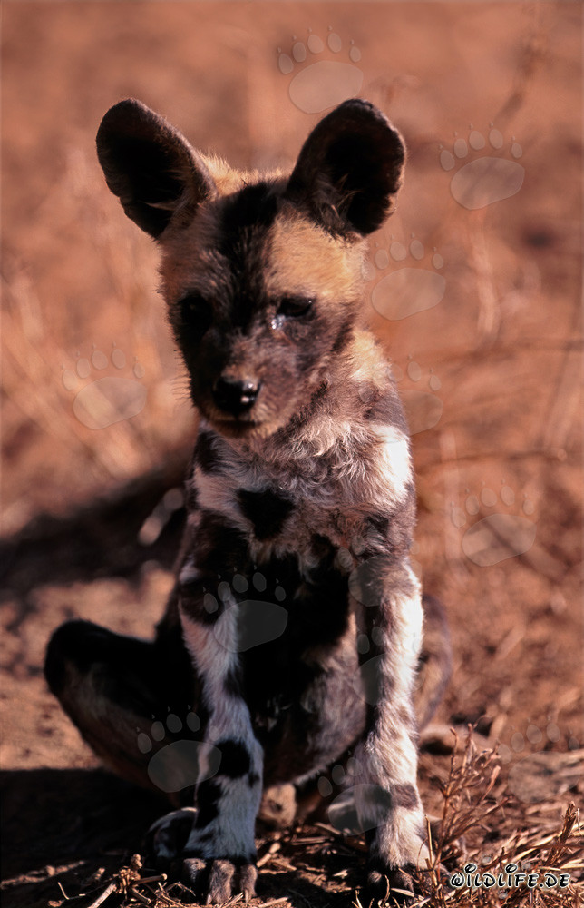 Adorable African Wild Dog Pup (Lycaon pictus) in Captivity