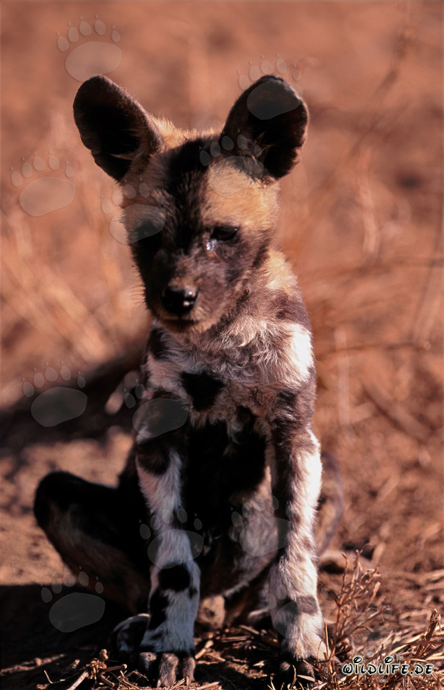 Süßer Afrikanischer Wildhund Welpe (Lycaon pictus) in Gefangenschaft