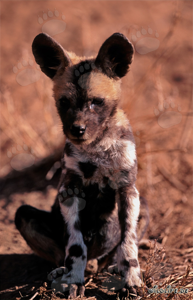 Cachorro lindo de Lycaon pictus en cautiverio