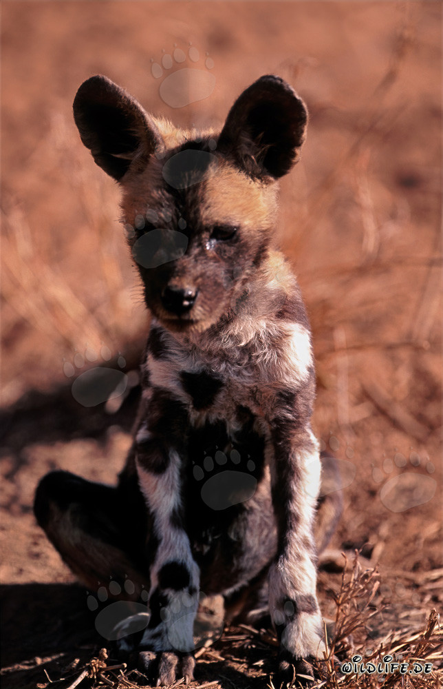 Chiot mignon de Lycaon pictus en captivité