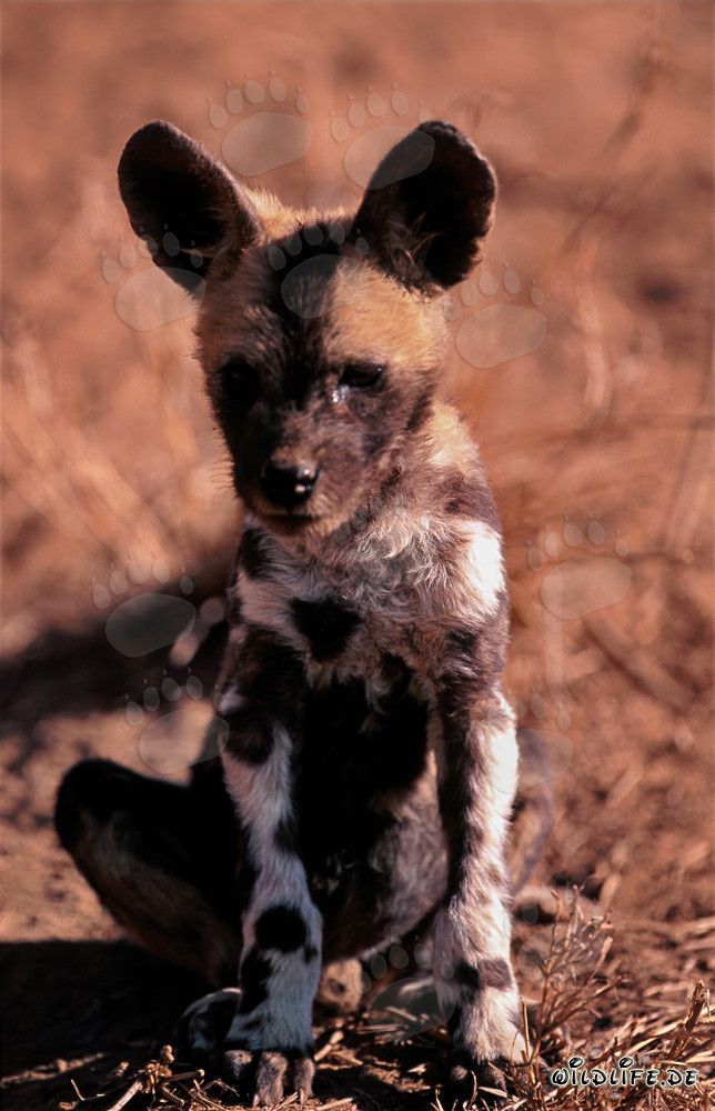 Cucciolo adorabile di Lycaon pictus in cattività