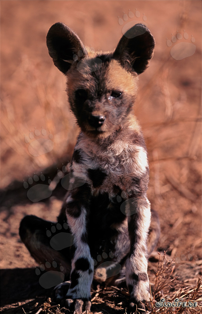 Adorable African Wild Dog pup (Lycaon pictus) in Kapama Game Reserve, South Africa