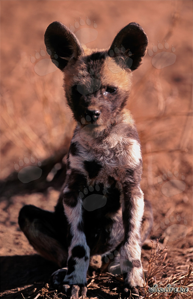 Niedlicher Afrikanischer Wildhund Welpe (Lycaon pictus) im Kapama Game Reserve, Südafrika