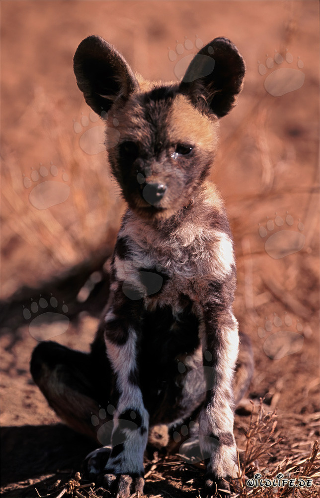 Cachorro adorable de licaón (Lycaon pictus) en la reserva de Kapama Game, Sudáfrica