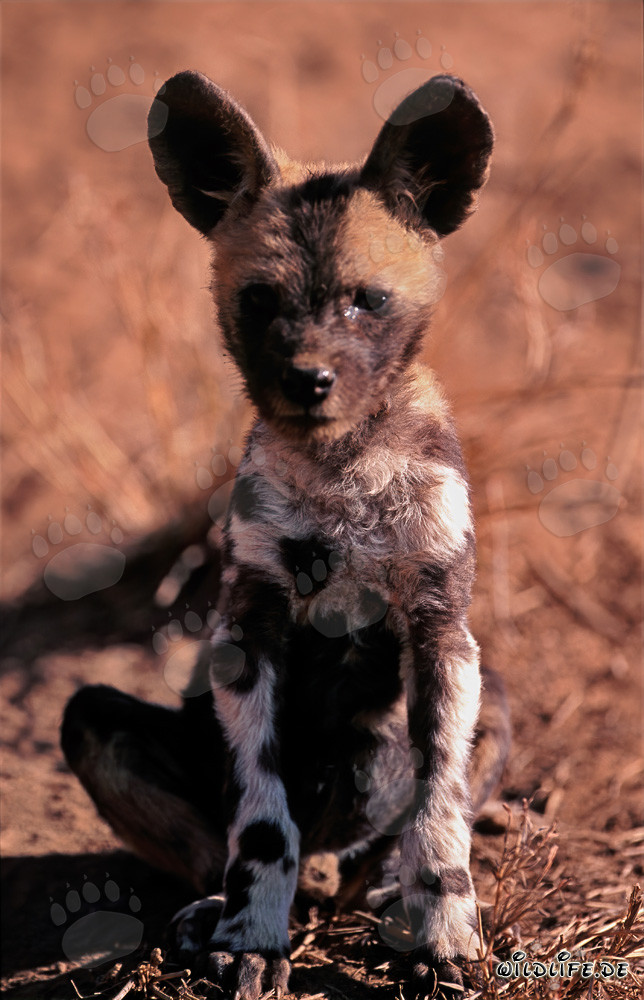 Adorable chiot de lycaon (Lycaon pictus) au réserve de Kapama Game, Afrique du Sud
