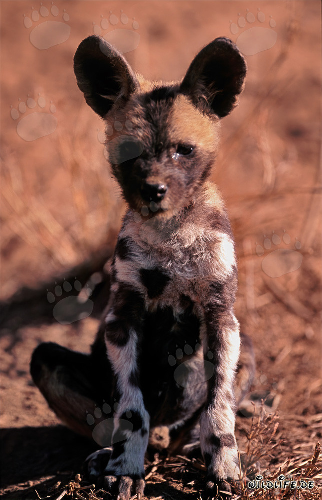 Adorabile cucciolo di licaone (Lycaon pictus) nella riserva di Kapama Game, Sudafrica