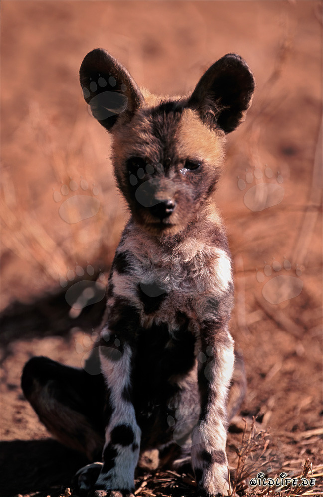 Curious African Wild Dog pup (Lycaon pictus) attentively observing its surroundings