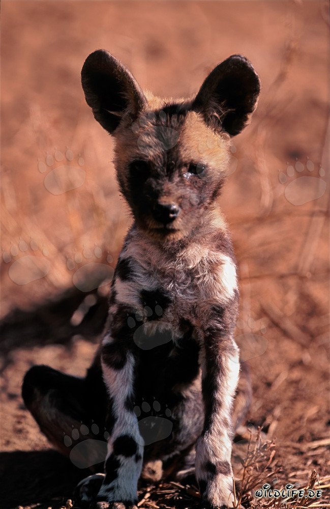 Aufmerksamer Afrikanischer Wildhund Welpe (Lycaon pictus) beobachtet neugierig die Umgebung