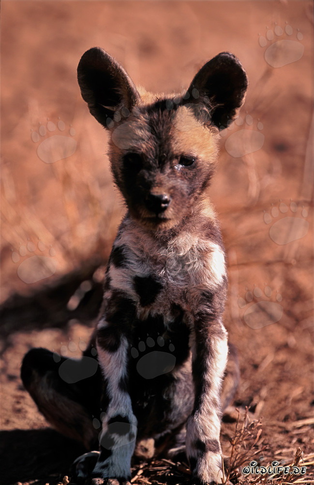 Cachorro de licaón atento observa curiosamente su entorno