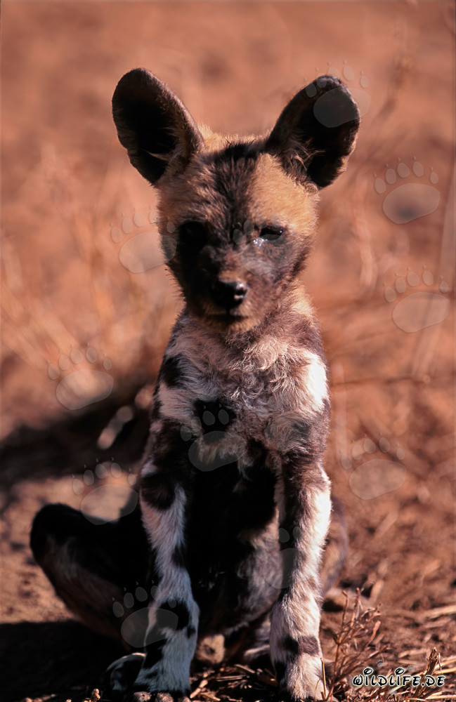 Jeune chiot de lycaon attentif observe curieusement son environnement