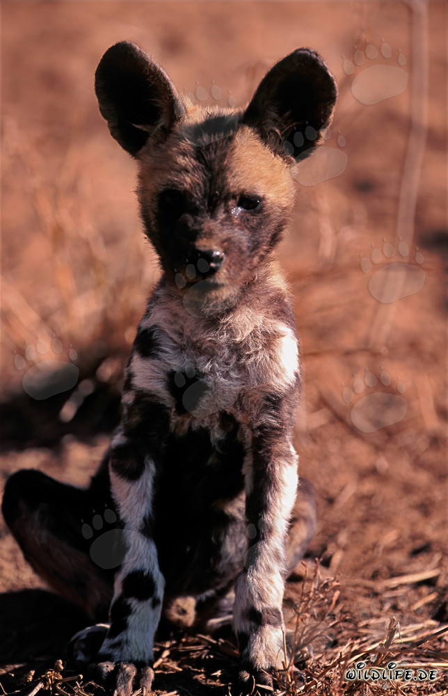 Cachorro curioso de licaón pictus explorando su entorno