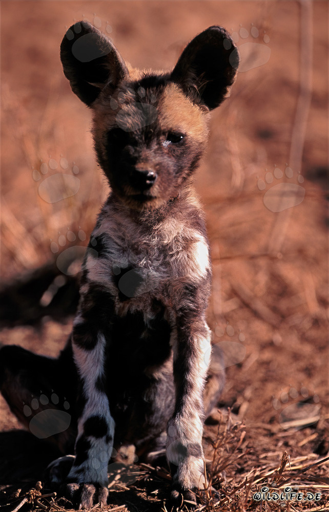 Playful African Wild Dog Pup (Lycaon pictus) in the Wild