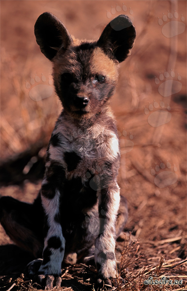 Spielender Wildhund Welpe (Lycaon pictus) in der Natur