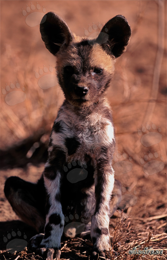Niedlicher Afrikanischer Wildhund Welpe (Lycaon pictus) beobachtet seine Umgebung
