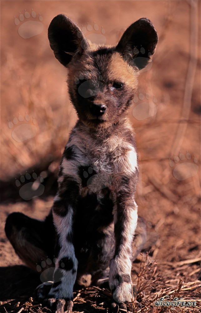 Lindo cachorro de licaón africano observando su entorno