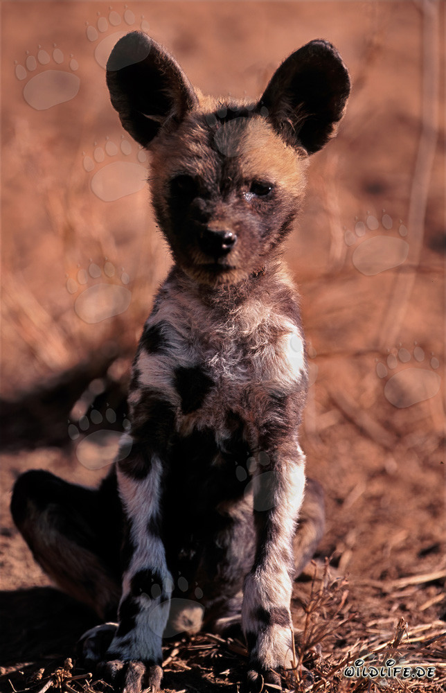 Cucciolo di licaone africano osserva il suo ambiente