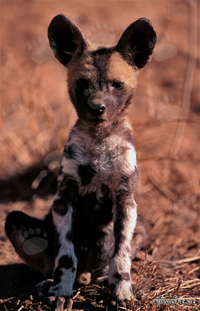 Jeune chiot de lycaon d'Afrique mignon observant son environnement