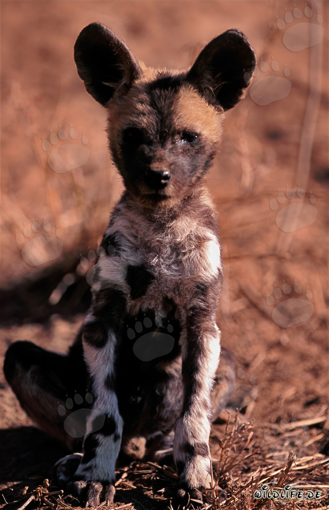 Adorable African Wild Dog pup (Lycaon pictus) with a curious gaze