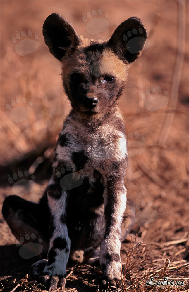 Adorable chiot de lycaon pictus avec un regard curieux