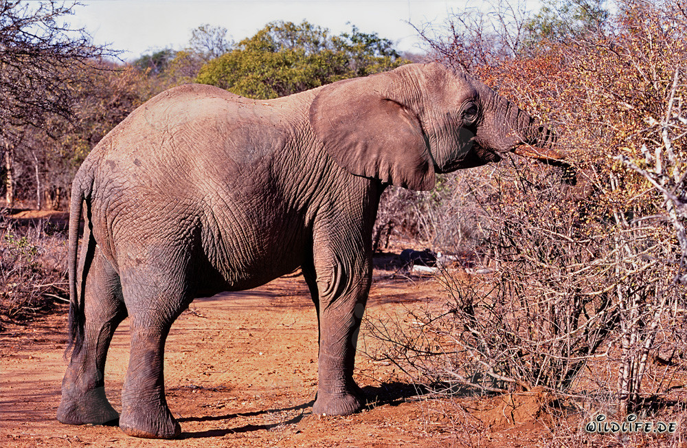 Afrikanischer Elefant sucht verzweifelt nach Nahrung im vertrockneten Buschland