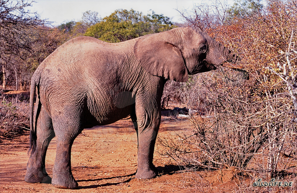 Elefante africano en busca desesperada de comida en la tierra de arbustos reseca