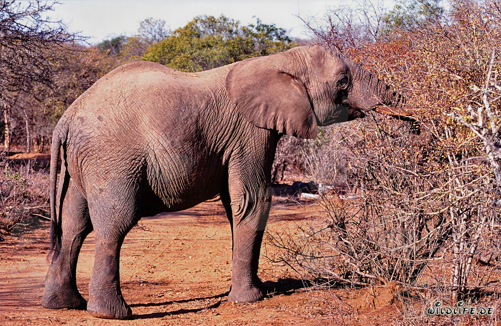 Éléphant d'Afrique cherchant désespérément de la nourriture dans la brousse desséchée