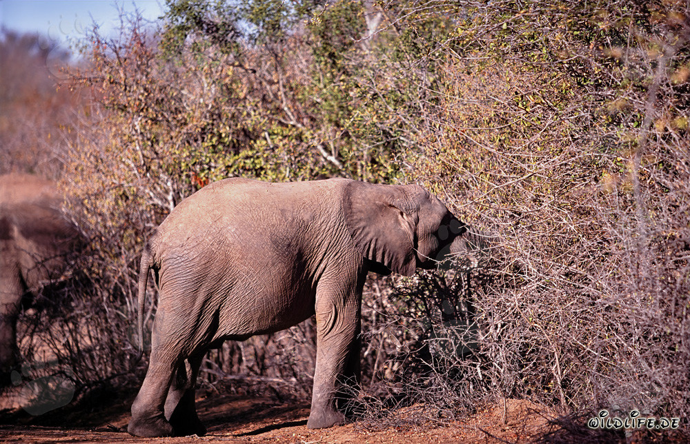 Giovane elefantessa alla ricerca di cibo nella savana arida
