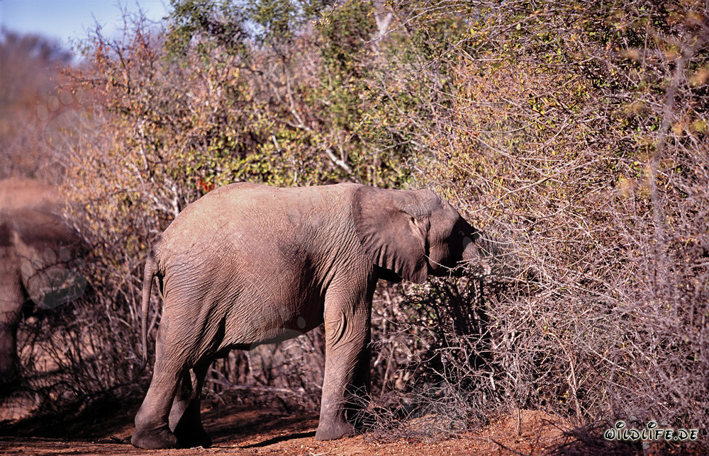 Jeune éléphante en quête de nourriture dans la savane sèche