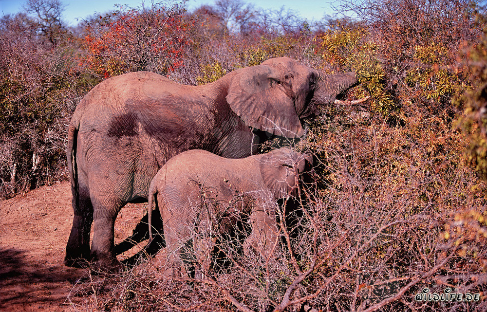 African Elephants Searching for Food in the Savanna