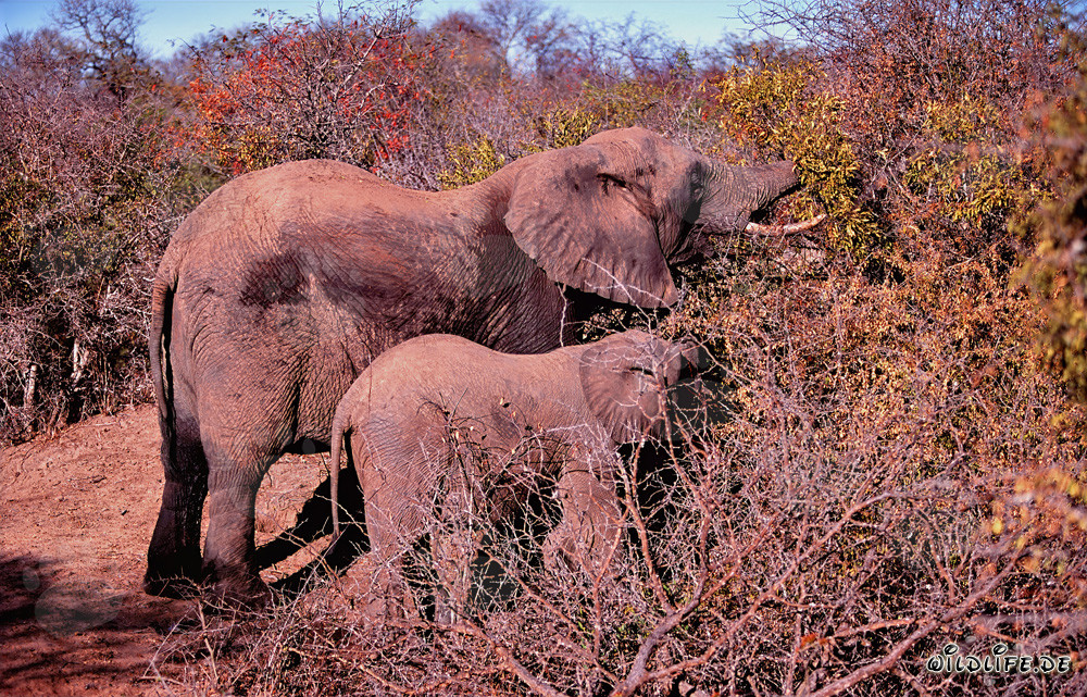 Elefanti africani alla ricerca di cibo nella savana