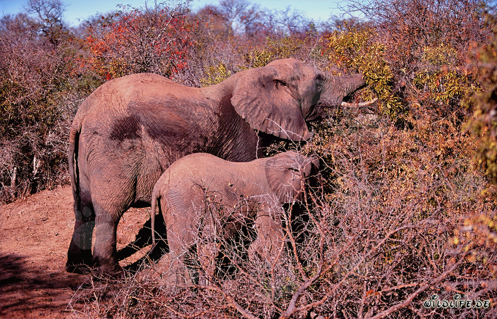 Éléphants africains à la recherche de nourriture dans la savane