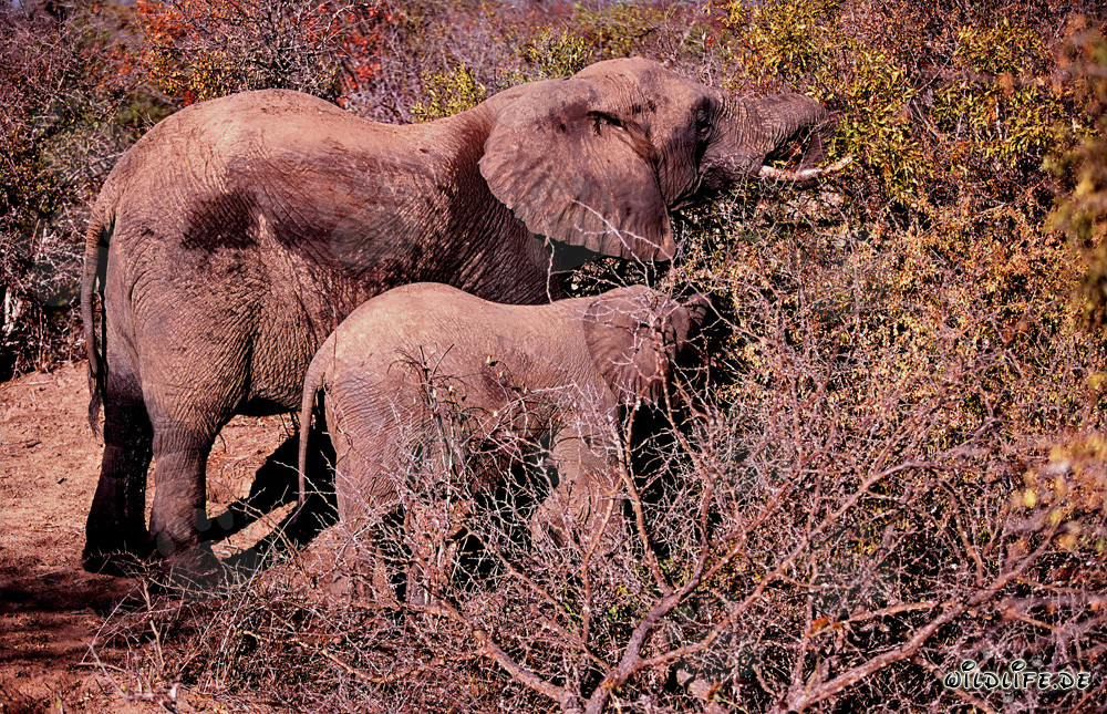 Majestätische afrikanische Elefantenherde in der trockenen Savanne