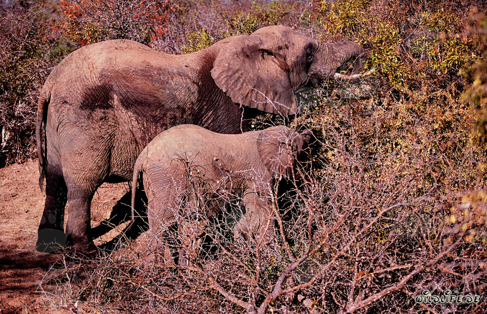Majestoso branco di elefanti africani nella savana secca