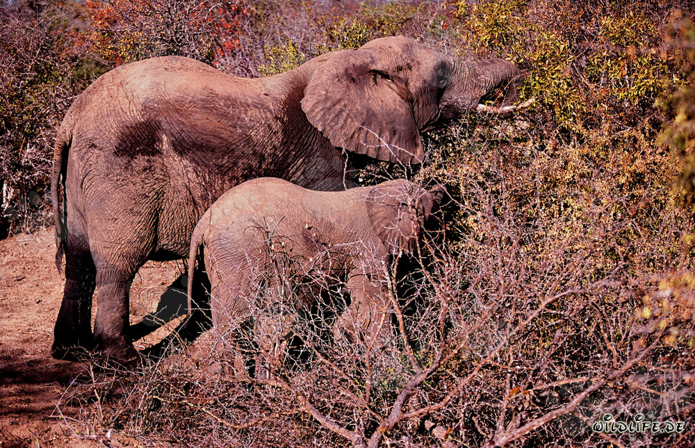Manada majestuosa de elefantes africanos en la sabana seca