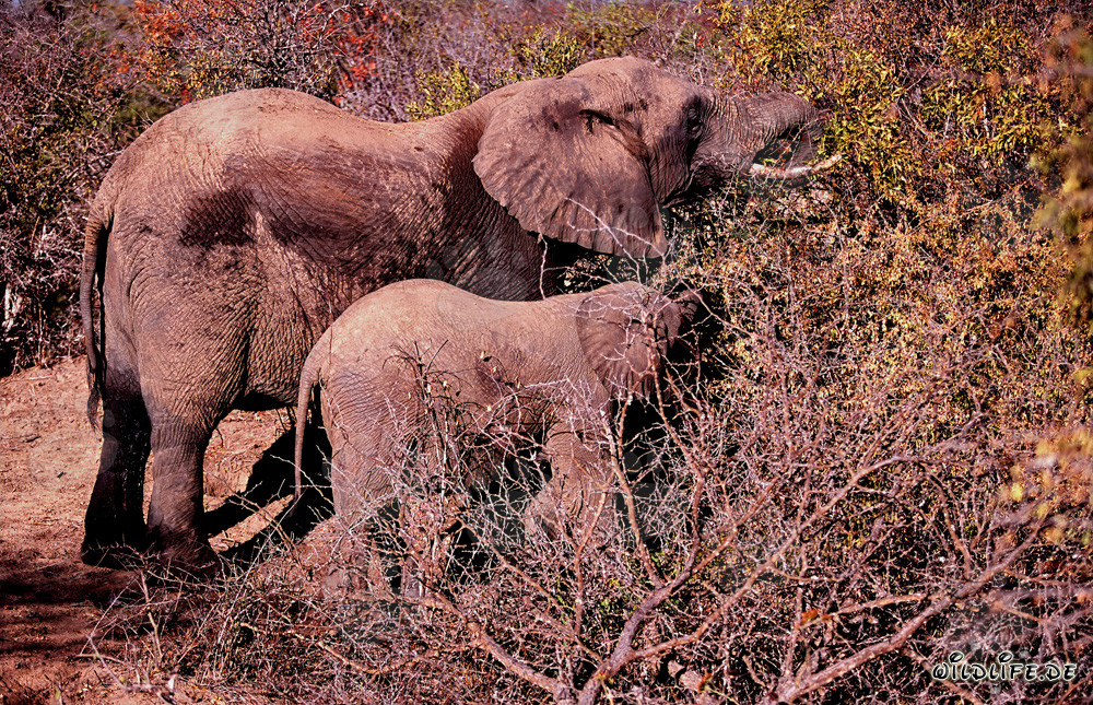 Troupeau majestueux d'éléphants africains dans la savane sèche