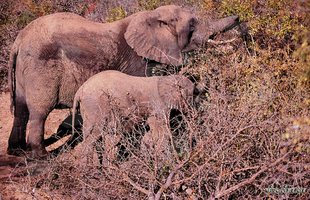 Majestuosa madre y bebé elefante en busca de alimentos en la sabana africana