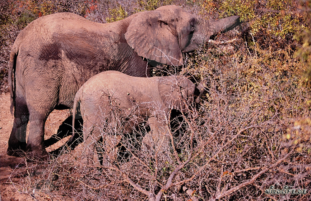 Maestosa madre e cucciolo di elefante alla ricerca di cibo nella boscaglia africana