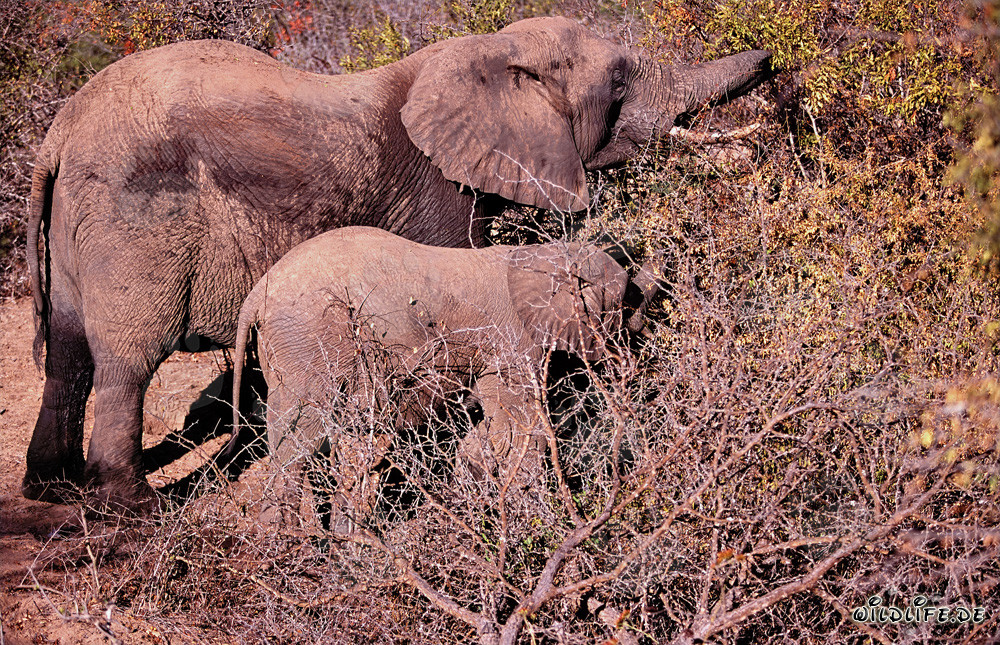 Majestueuse mère et bébé éléphant à la recherche de nourriture dans la brousse africaine