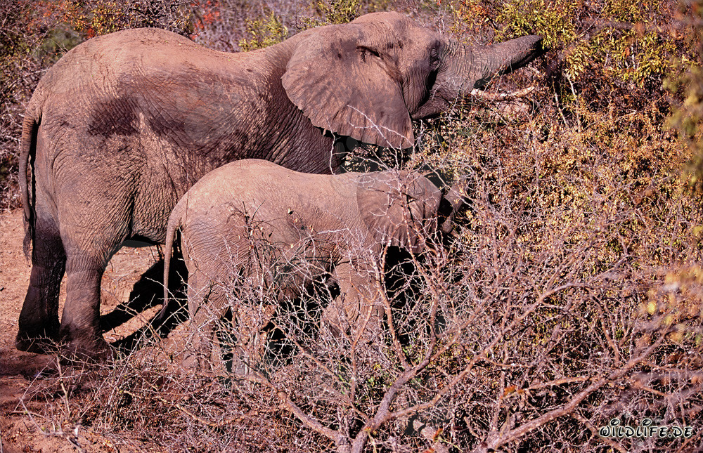 Majestätische Mutter und Baby Elefant auf Futtersuche im afrikanischen Busch