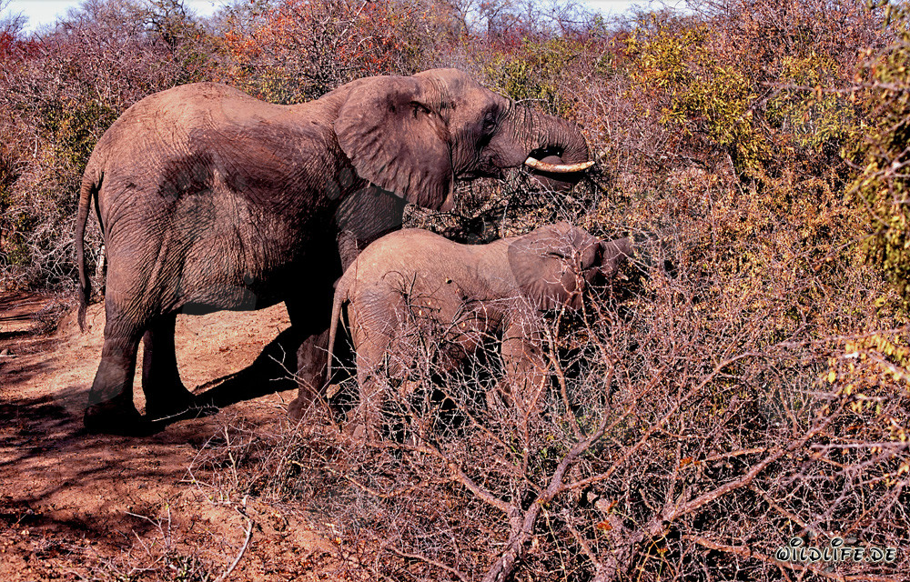 African Elephants Feeding in the Bush