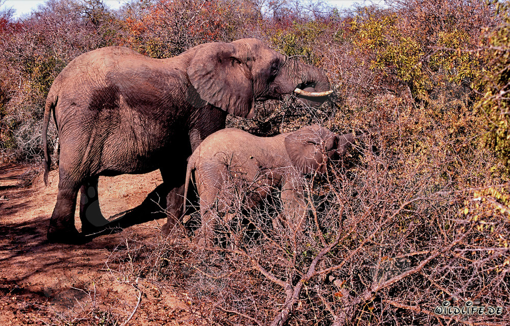 Éléphants africains se nourrissant dans les buissons