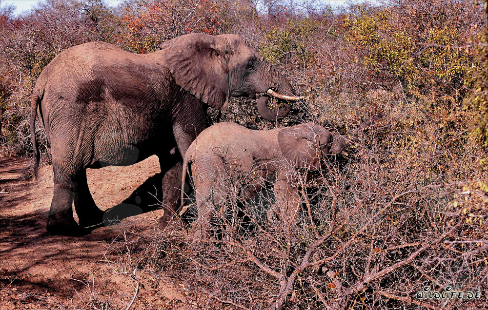 Majestätische afrikanische Elefanten im dornigen Busch