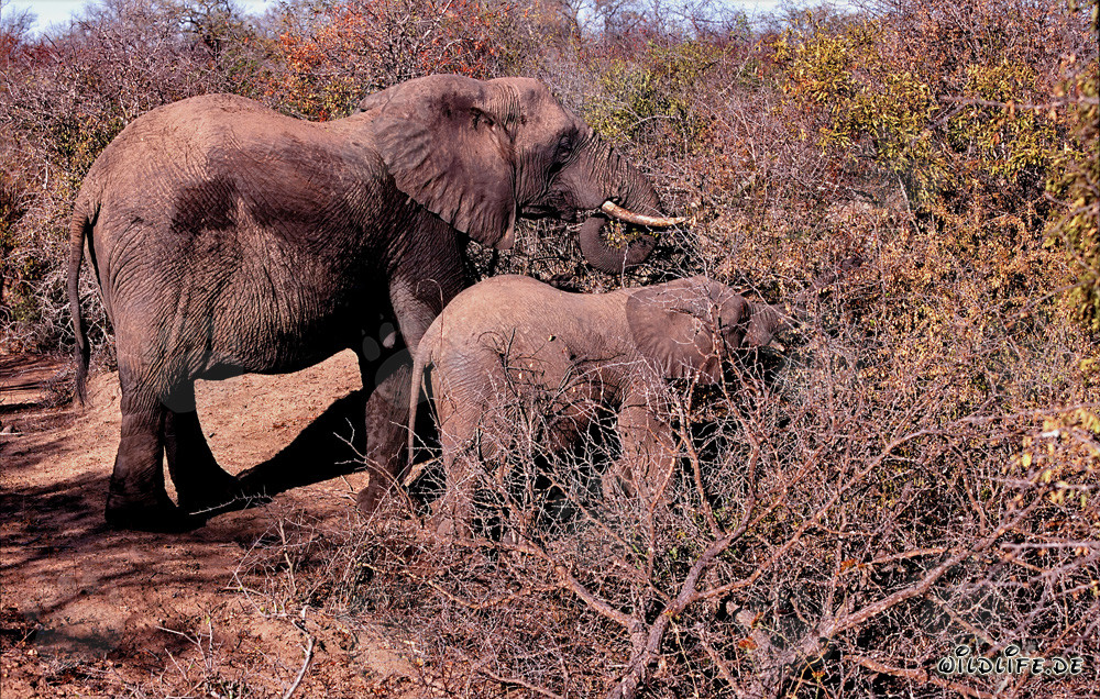 Elefantes africanos majestuosos en el arbusto espinoso