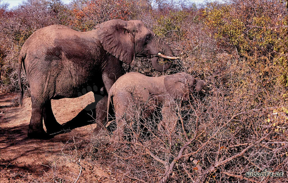 Maestosi elefanti africani nella boscaglia spinosa