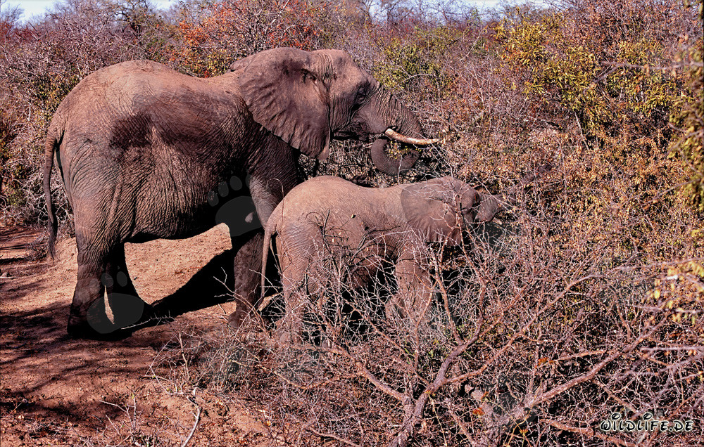 Éléphants africains majestueux dans le buisson épineux