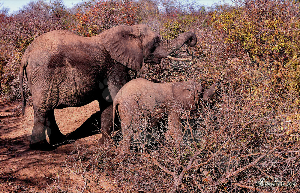 Majestic African Elephants in Dense Bushland