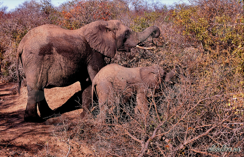Elefantes africanos majestuosos en la densa maleza