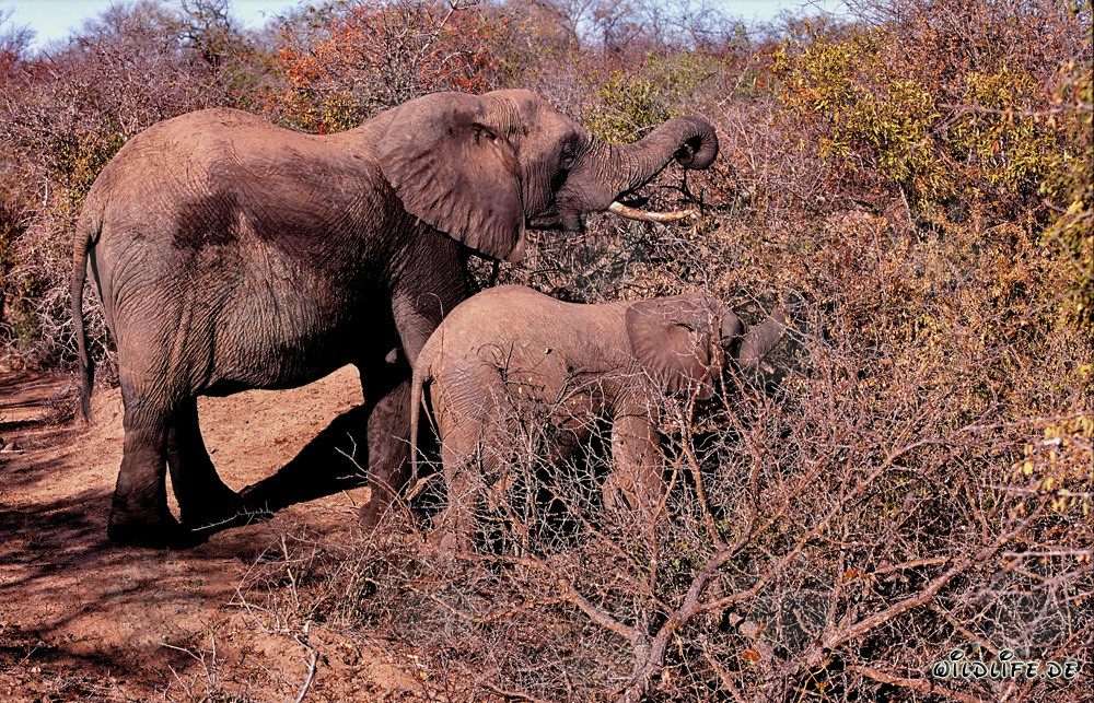 Maestosi elefanti africani nella fitta boscaglia