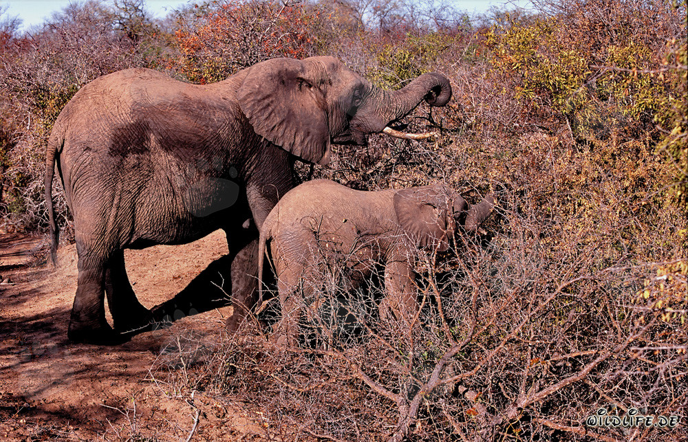 Éléphants africains majestueux dans la brousse dense