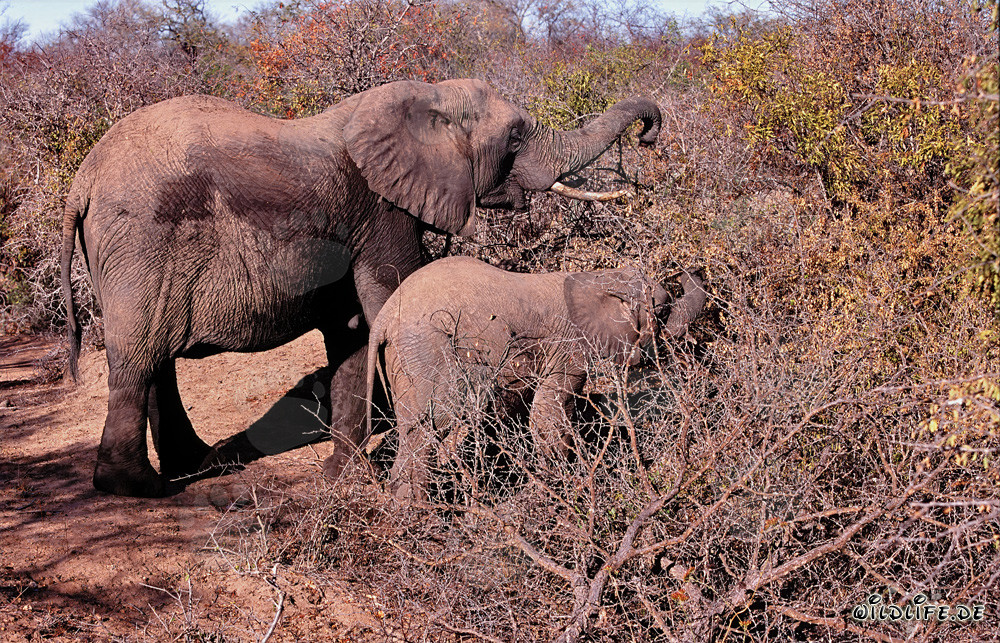 Majestic elephant mother and her baby searching for food in the South African bush